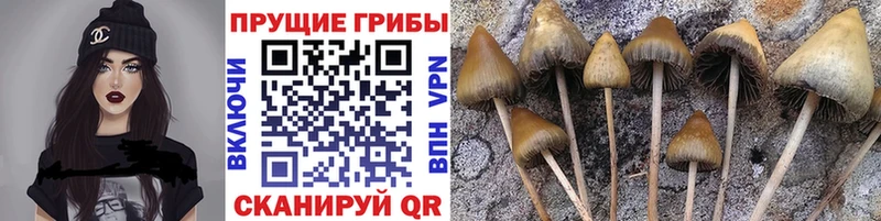 Галлюциногенные грибы Psilocybine cubensis  Купить где  Почеп 